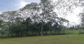 Vendo 5 terrenos de 430m2 cada uno en Loma Grande